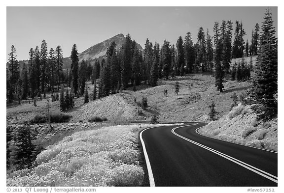 Road passing by Rabbitbrush in bloom. Lassen Volcanic National Park (black and white)