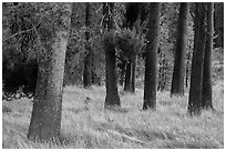 Pine tree trunks, Warner Valley. Lassen Volcanic National Park ( black and white)