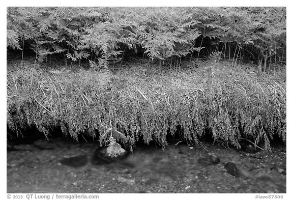 Ferns and stream. Lassen Volcanic National Park (black and white)