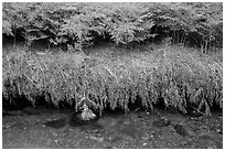 Ferns and stream. Lassen Volcanic National Park ( black and white)