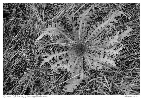 Grasses and dandelion. Lassen Volcanic National Park (black and white)