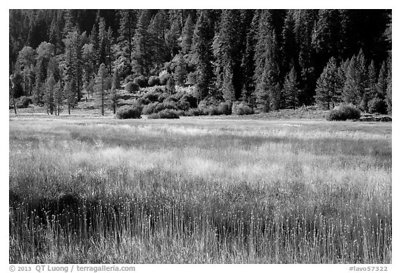 Drakesbad meadow, late summer. Lassen Volcanic National Park (black and white)