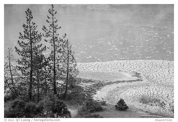 Trees and cracked mud, Boiling Springs Lake. Lassen Volcanic National Park (black and white)