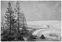Trees and cracked mud, Boiling Springs Lake. Lassen Volcanic National Park ( black and white)