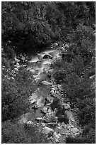 Mill Creek. Lassen Volcanic National Park ( black and white)