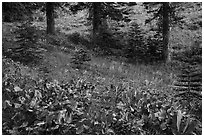 Arrow leaf balsam roots in meadow. Lassen Volcanic National Park ( black and white)