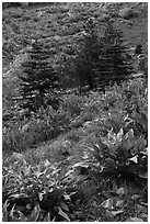 Arrow leaf balsam root flowers and fir in meadow. Lassen Volcanic National Park ( black and white)
