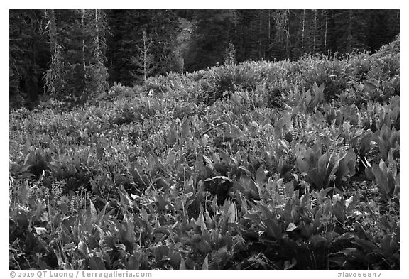 Meadow with arrowleaf balsam root in bloom. Lassen Volcanic National Park (black and white)