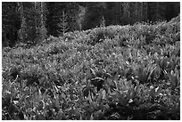 Meadow with arrowleaf balsam root in bloom. Lassen Volcanic National Park ( black and white)
