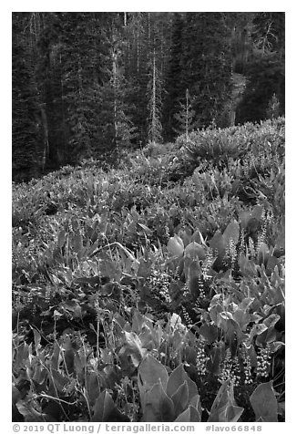 Wildflowers and red fir forest. Lassen Volcanic National Park (black and white)
