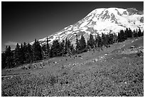 Flowers at Paradise and Mt Rainier, morning. Mount Rainier National Park ( black and white)