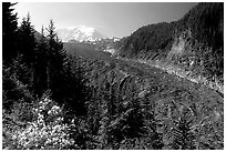Mt Rainier above debris-covered Carbon Glacier. Mount Rainier National Park, Washington, USA. (black and white)
