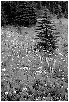 Wildflowers and trees at Paradise. Mount Rainier National Park ( black and white)