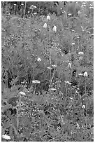 Wildflowers at Paradise. Mount Rainier National Park ( black and white)