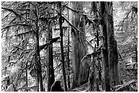 Carbon rainforest. Mount Rainier National Park ( black and white)
