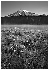 Wildflowers, Reflection Lake, and Mt Rainier, sunrise. Mount Rainier National Park, Washington, USA. (black and white)