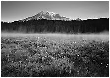 Wildflowers, Reflection Lake and Mt Rainier,  sunrise. Mount Rainier National Park ( black and white)