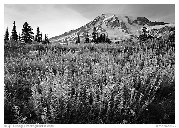 Field of pink flowers and Mount Rainier, late afternoon. Mount Rainier National Park (black and white)