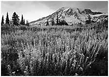 Field of pink flowers and Mount Rainier, late afternoon. Mount Rainier National Park, Washington, USA. (black and white)