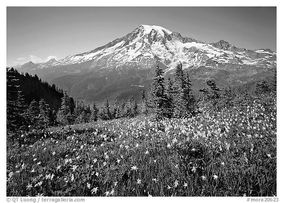 Avalanche lillies and Mt Rainier seen from the Tatoosh range, afternoon. Mount Rainier National Park (black and white)