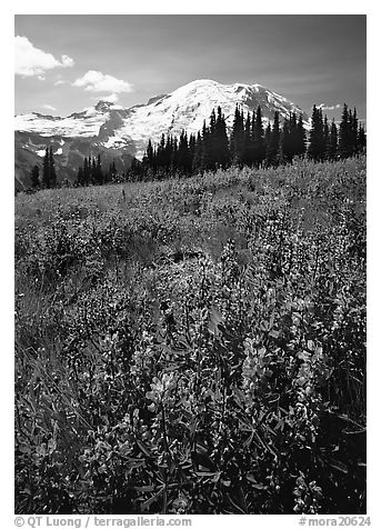 Lupines and Mt Rainier from Sunrise, morning. Mount Rainier National Park (black and white)