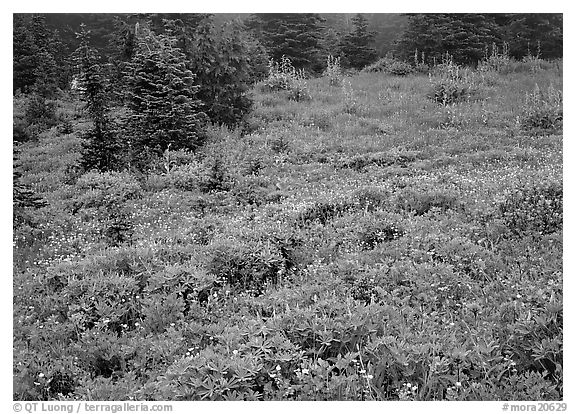 Meadow with wildflowers and fog, Paradise. Mount Rainier National Park (black and white)