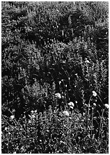 Close-up of meadow with wildflowers, Paradise. Mount Rainier National Park ( black and white)