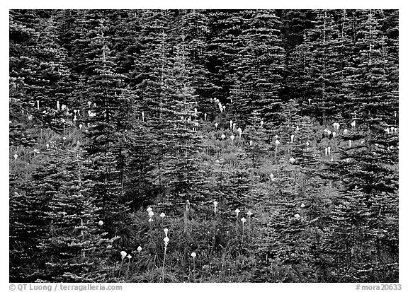 Beargrass and conifer forest. Mount Rainier National Park, Washington, USA.