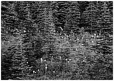 Beargrass and conifer forest. Mount Rainier National Park, Washington, USA. (black and white)