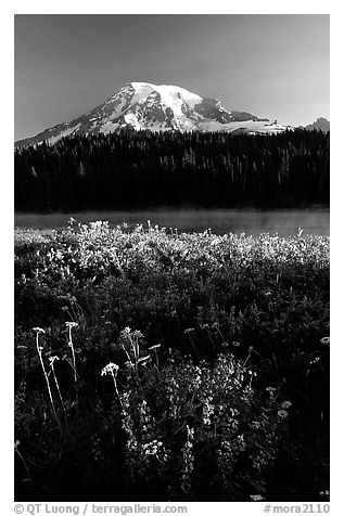 Summer wildflowers, Lake, and Mt Rainier, sunrise. Mount Rainier National Park (black and white)