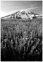 Dense field of wildflowers and Mt Rainier from Paradise, late afternoon. Mount Rainier National Park ( black and white)