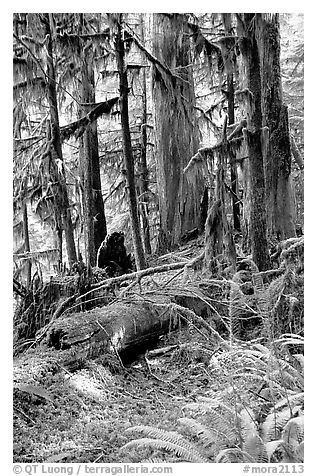 Ferns, mosses, and trees, Carbon rainforest. Mount Rainier National Park, Washington, USA.