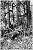 Ferns, mosses, and trees, Carbon rainforest. Mount Rainier National Park ( black and white)