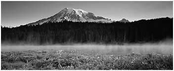 Wildlflowers, rising fog, and Mt Rainer at dawn. Mount Rainier National Park (Panoramic black and white)