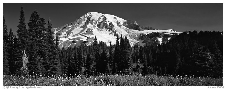 Flowers, trees, and snow-covered mountain. Mount Rainier National Park (black and white)