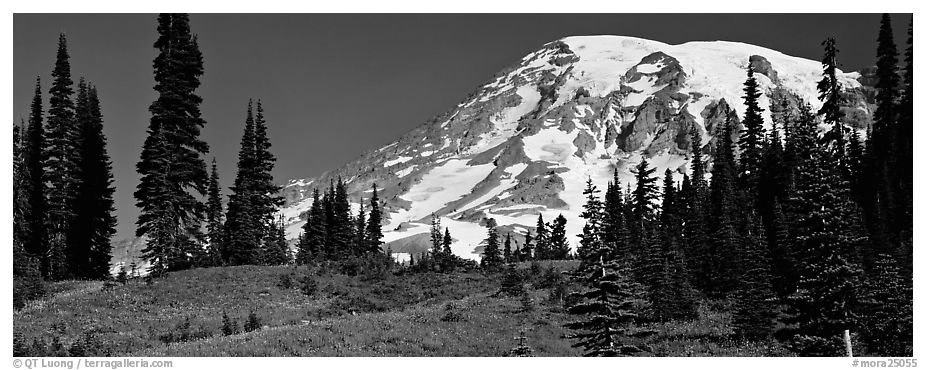 Meaadows and Mount Rainier. Mount Rainier National Park (black and white)