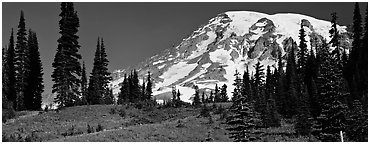 Meaadows and Mount Rainier. Mount Rainier National Park (Panoramic black and white)