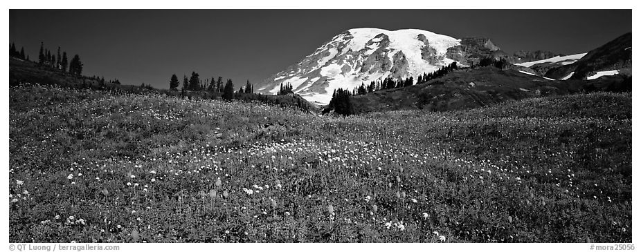 Wildflower meadow and snow-capped mountain. Mount Rainier National Park (black and white)