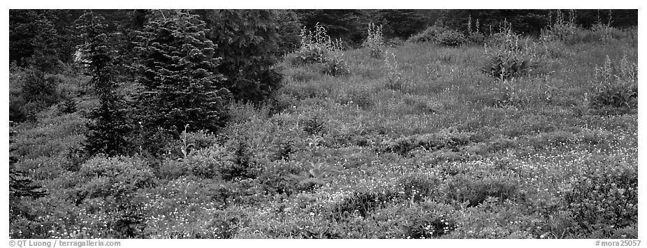 Meadow, wildflowers, and conifers. Mount Rainier National Park (black and white)