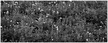 Close-up of flowers in meadow. Mount Rainier National Park (Panoramic black and white)