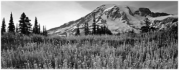 Carpet of wildflowers and snowy mountain. Mount Rainier National Park (Panoramic black and white)