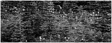 Bear grass and connifers. Mount Rainier National Park (Panoramic black and white)