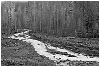 Tahoma Creek, Westside. Mount Rainier National Park, Washington, USA. (black and white)