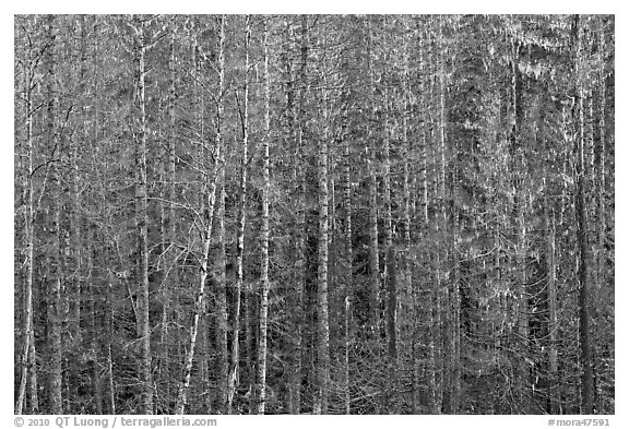 Bare trees and hanging lichen. Mount Rainier National Park (black and white)