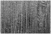 Bare trees and hanging lichen. Mount Rainier National Park ( black and white)