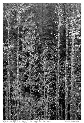 Pine trees and lichens. Mount Rainier National Park (black and white)