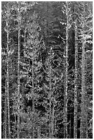 Pine trees and lichens. Mount Rainier National Park ( black and white)