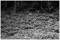 Ferns on forested slope, Westside. Mount Rainier National Park ( black and white)
