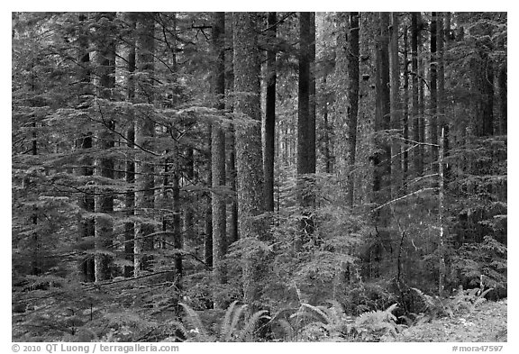 Forest. Mount Rainier National Park, Washington, USA.