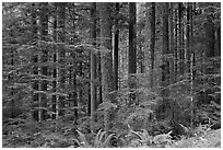 Forest. Mount Rainier National Park ( black and white)